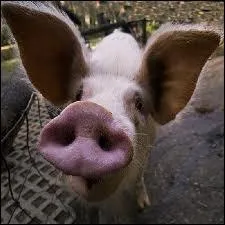 Quel est cet animal ?