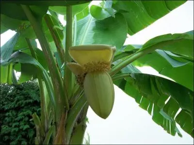 Ces bananiers ont une particularit ...