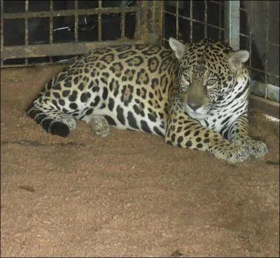 Une clbre marque automobile porte son nom !