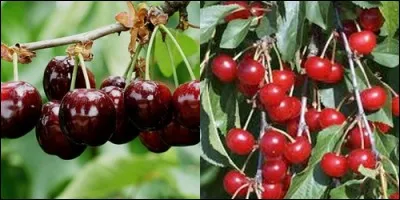 Quel fruit a pour variété, entre autre, le bigarreau et la griotte ?