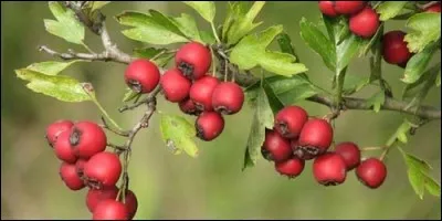 Quel est le nom des fruits de l'aubépine ?