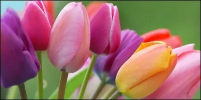 Quelle est l'origine du nom de la tulipe ?