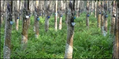 De quel arbre le latex est-il extrait ?