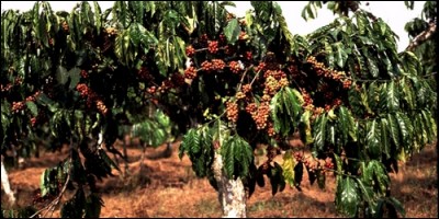 Comment s'appelle l'arbre qui produit le café ?