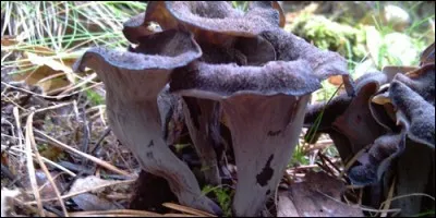 A quelle famille appartiennent les trompettes-de-la-mort ?