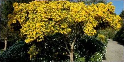 Lequel de ces genêts n'existe pas ?