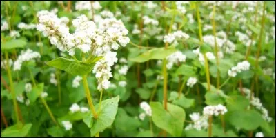 Quel est l'autre nom du blé noir avec lequel on fait des galettes ?