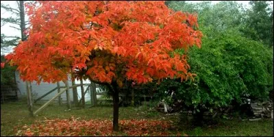 Comment s'appelle le fruit du plaqueminier ?