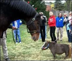 Si vous aimez les chevaux, son nom a fait le tour du net !