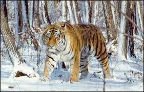 C'est le plus grand flin du monde !