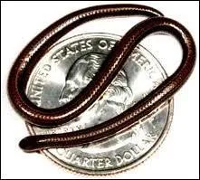 C'est le plus petit serpent du monde, il vient d'tre dcouvert  la Barbade et ne mesure pas plus de ...