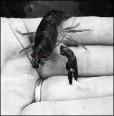 C'est la plus petite crevisse du monde, elle vit dans le Queensland en Australie et mesure ...