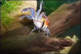 Lui est minuscule, il vit  l'intrieur des coquillages, le ...