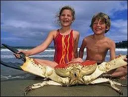 Et voici son cousin, catgorie poids lourds, il vit ...