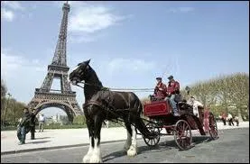 Cette race est considre comme donnant les plus grands chevaux du monde !