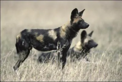 Quel est l'animal en photo ?