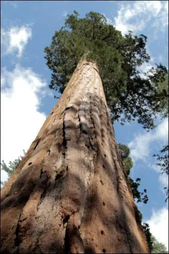 Quelle est la taille du plus grand arbre du monde ?