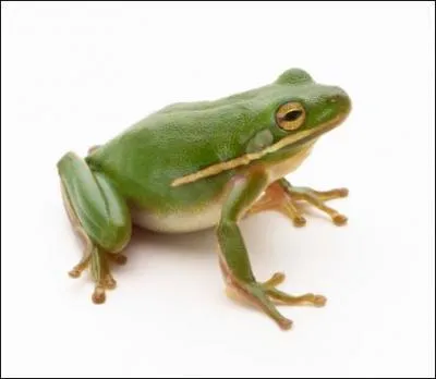 De quelle taille tait la plus grosse grenouille du monde ?