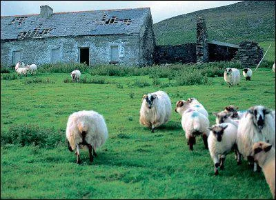On croise beaucoup de moutons dans ce pays . Comment dit-on mouton en anglais, car ce pays est anglophone ?