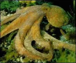 Cet animal tentaculaire est ...