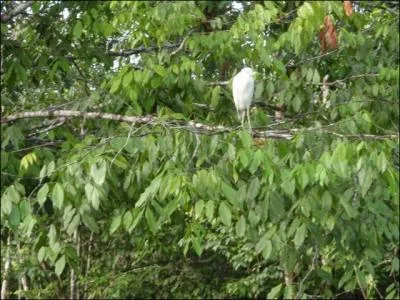Il n'y a pas si longtemps, les plumes de l'aigrettes dcoraient ...