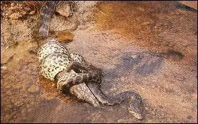 Ce reptile qui avale un caman est forcment un ...