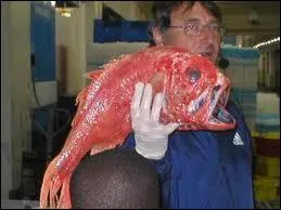 Lui ne finira pas  Sainte Hlne, mais dans votre assiette ...