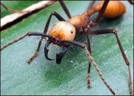 C'est une fourmi trs discipline, qui marche en colonne ...