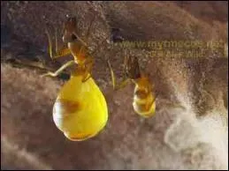 Celle-ci est surnomme :