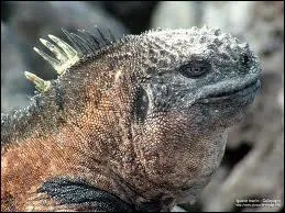 Il a un cousin arboricole qui est vert, lui vit au bord de la mer, le veinard, il s'agit ...