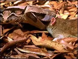 Un mimtisme incroyable, des crochets de cinq centimtres, une morsure mortelle !