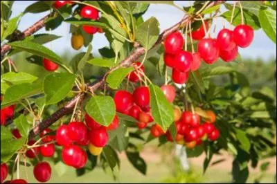 Les... . sont blancs