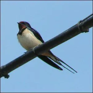 Le nom de cet oiseau, vous donnera le titre d'une chanson de Gilbert Bcaud.