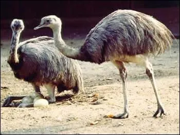 1 + 1 + 1 + 1 oiseaux américains trop lourds pour voler. Ils ressemblent à des autruches et on les trouve...