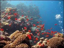 Spare de l'Ocan indien par un canal, elle joue au Golfe ... d'Aqaba et recle des coraux magnifiques !