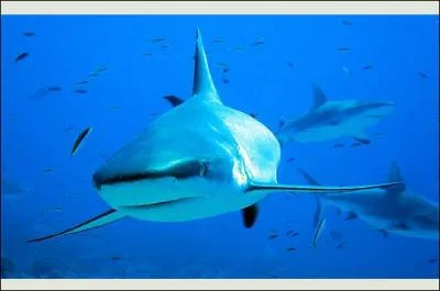 Ce requin est un ... .
