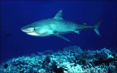 Ce requin est un ... .