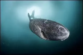 Le laimargue, 2me plus gros requin carnivore aprs le grand blanc, vit ...