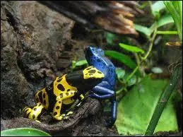 Leurs couleurs clatantes signifient : Danger !