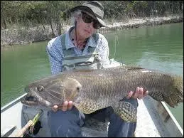 C'est le poisson amazonien d'eau douce le plus recherch pour sa puissance ...