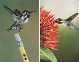 C'est le plus petit colibri du monde, regardez sa taille par rapport  la gomme du crayon !