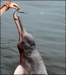 Dans le fleuve Amazone, il fait la joie des enfants, ce dauphin d'eau douce !