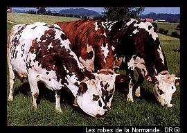 Stone et Charden ont chant : ' Les vaches rousses, blanches et noires, sur lesquelles tombent la pluie et les cerisiers blancs, Made in...