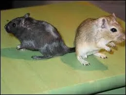 Elle fait des bonds !