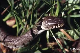 Vous aimez les grenouilles ? Elle aussi !