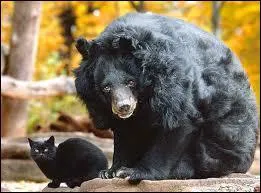 L'ours  collier n'a rien d'abominable, mais il vit :