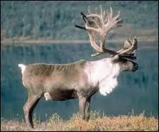 Ce renne majestueux a galement une autre appellation :