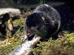 Quiz Animaux