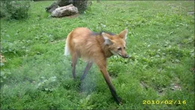 Quel est cet animal ?