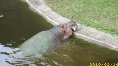 Quel est cet animal ?